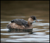 Little Grebe in winterplumage - Karlshamn