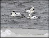 Wintering male Smew (Mergellus albellus) Hasslö - Sweden