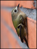 A Goldcrest (Kungsfågel) sitting on the outside wall of my house