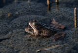 Frogs playing in Kazbegi
