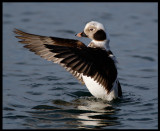 Long-tailed Duck in Kivik harbour