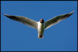 Black-headed Gull - Växjö hospital
