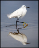 Little Egret