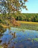 TW_Autumn Lake