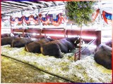 Beef-On-The-Hoof
