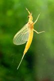 Mayfly 4020