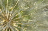 6/30/06 - Goat's Beard