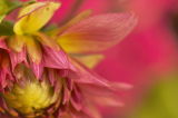 7/11/06 - Dahlia