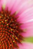 7/11/06 - Coneflower