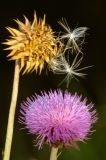 7/19/06 - Thistle x 2