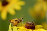 7/19/06 - Skipper on Blackeyed Susan