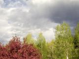 zCRW_0532 Tree colors in Spring with clouds.jpg