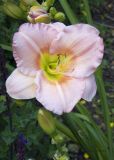 zCRW_1435 Flower by riverwalk.jpg