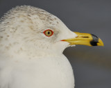 ring-billed gull BRD6546.jpg