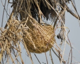 orchard oriole nest BRD6475.jpg