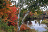 IMG_6885 Foliage.jpg