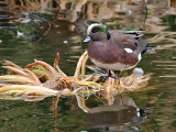 IMG_4256 American Wigeon male.jpg