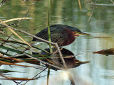 IMG_4345 Green Heron.jpg