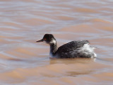 IMG_6423 Eared Grebe.jpg