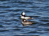 IMG_5405 Bufflehead.jpg