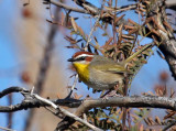 IMG_6984 Rufous-capped Warbler.jpg