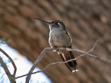 IMG_2131 Magnificent Hummingbird.jpg