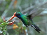 IMG_3426 Broad-billed Hummingbird.jpg