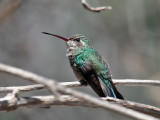 IMG_3889 Broad-billed Hummingbird.jpg