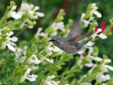 IMG_1264 Anna's Hummingbird.jpg