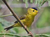 IMG_5205 Wilson's Warbler.jpg