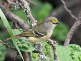 IMG_5576 White-eyed Vireo.jpg