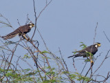 IMG_5893 Aplomado Falcons.jpg