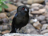IMG_0297 Bronzed Cowbird.jpg