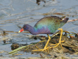 IMG_5263 Purple Gallinule.jpg