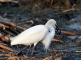 IMG_5527 Snowy Egret.jpg