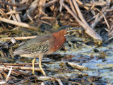 IMG_5438 Green Heron.jpg