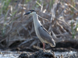 IMG_5332 Black-crowned Night Heron.jpg
