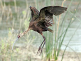 IMG_0242a White-faced Ibis.jpg