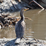 IMG_6146 Neotropic Cormorant.jpg