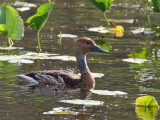 IMG_6029 Fulvous Whistling Duck.jpg
