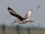 IMG_6450 Willet.jpg