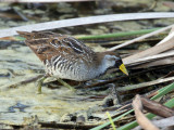 IMG_5477 Sora.jpg