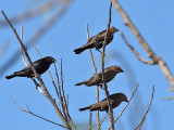 IMG_6300 Brown-headed Cowbird.jpg