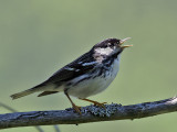 IMG_8758 Blackpoll Warbler.jpg