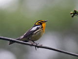 IMG_9031 Blackburnian Warbler.jpg