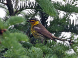 IMG_9420a Cape May Warbler.jpg