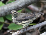 IMG_0992 Northern Waterthrush.jpg