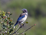 IMG_2334a Scrub Jay.jpg