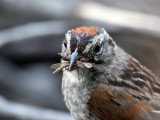 IMG_1459d Swamp Sparrow.jpg