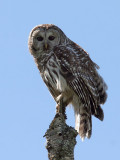 IMG_9539 Barred Owl.jpg